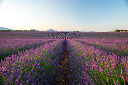 Breathtaking Lavender Fields in Provence, France During Sunsetの写真素材