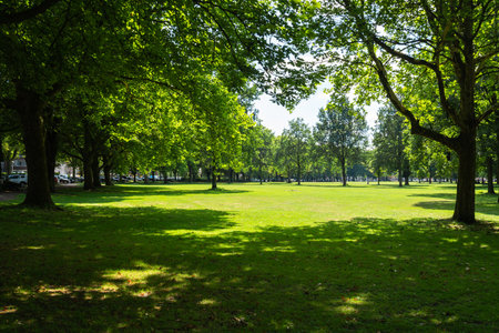 Lush Green Park in Summer, Hamburg, Germanyの写真素材