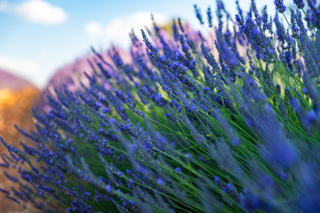 Vibrant Lavender Fields in Brihuega, Spain During Summerの写真素材