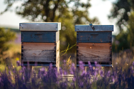 Lavender Fields and Beehives in Brihuega, Spain - Summer Serenityの写真素材