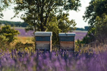 Serene Lavender Fields with Beehives in Brihuega, Spainの写真素材