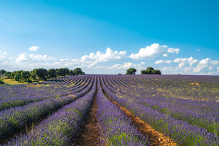 Stunning Lavender Fields in Brihuega, Spain during Summerの写真素材
