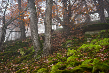 Autumn Serenity Near Eltz Castle, Germanyの写真素材