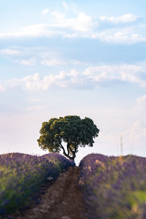 Serene Lavender Fields in Spain Under a Blue Skyの写真素材