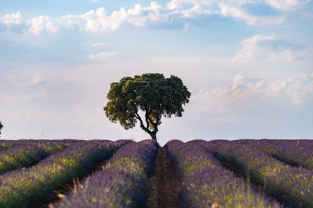 Stunning Lavender Fields with Isolated Tree in Spainの写真素材