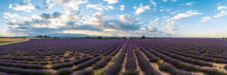 Aerial View of Lavender Fields in Provence, France during Sunsetの写真素材
