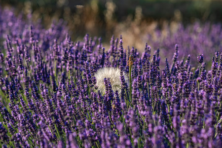 Lavender Fields in Provence, France: Natures Serenityの写真素材