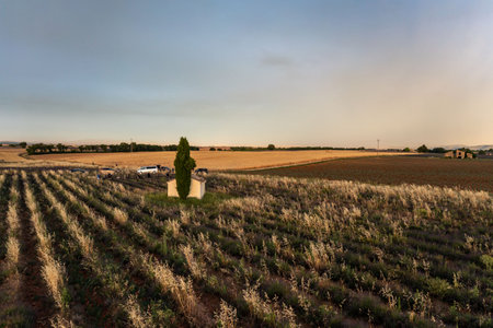 Aerial Panoramic View of Lavender Fields in Provence, Franceの写真素材