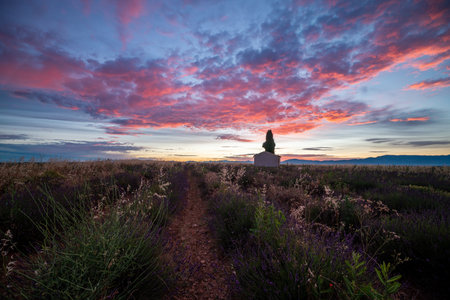 Lavender Fields at Sunset in Provence, Franceの写真素材