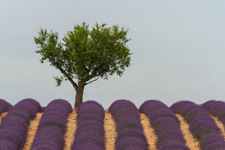 Lavender Fields of Provence with a Lone Treeの写真素材