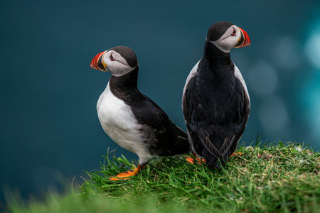 Charming Puffins on the Faroe Islands: A Late Summer Scene