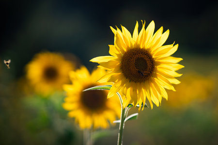 Vibrant Sunflower in a Sunlit German Fieldの写真素材