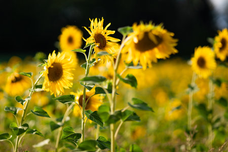 Vibrant Sunflower Field in Summer, Germanyの写真素材
