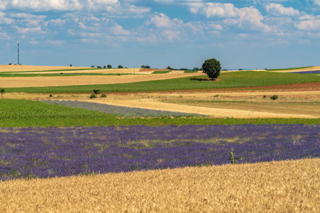 Beautiful Summer Lavender Fields in Brihuega, Spainの写真素材