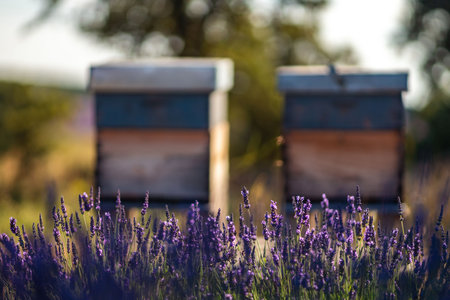 Lavender Fields with Beehives in Brihuega, Spain - Summer Blissの写真素材