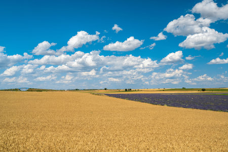 Lush Lavender Fields and Golden Wheat in Brihuega, Spainの写真素材