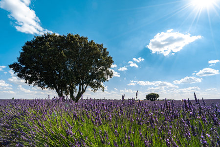 Lavender Fields in Brihuega, Spain during Summerの写真素材
