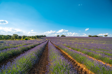 Vibrant Lavender Fields in Brihuega, Spain During Summerの写真素材