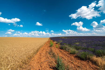Stunning Lavender Fields in Brihuega, Spain under Summer Skiesの写真素材
