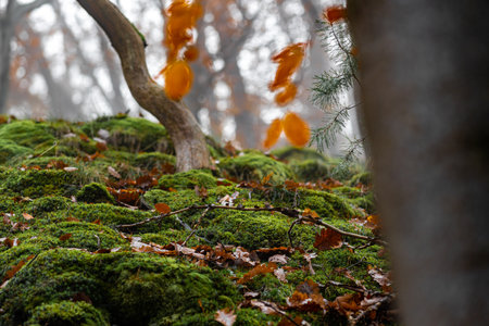 Autumn Leaves and Mossy Landscape Near Eltz Castle, Germanyの写真素材