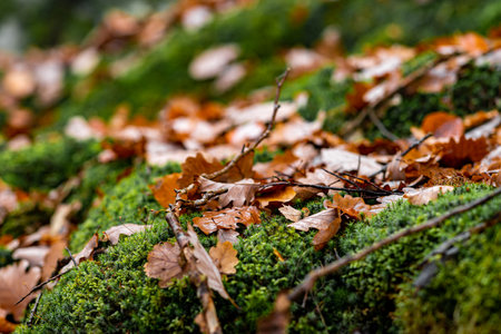 Autumn Leaves on Moss Near Eltz Castle, Germany