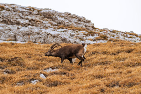 Autumn Delight: Alpine Ibex on Pilatus Mountain, Switzerland