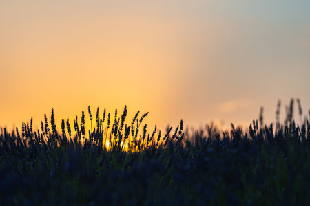 Serene Lavender Fields at Sunset in Spainの写真素材