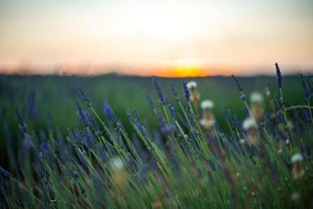 Stunning Lavender Fields at Sunset in Spainの写真素材