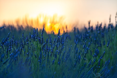 Enchanting Lavender Fields at Sunset in Spainの写真素材