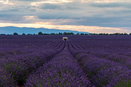 Stunning Lavender Fields in Provence, France Under a Dramatic Skyの写真素材