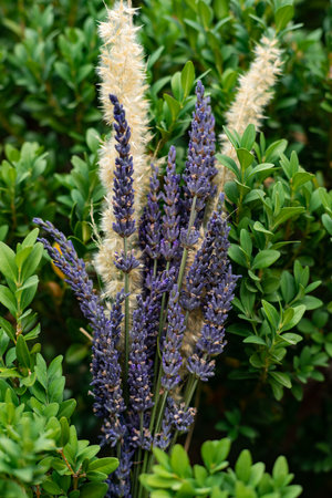 Beautiful Lavender Arrangement in Provence, Franceの写真素材