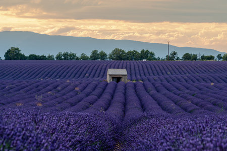 Lavender Fields in Provence, France: A Serene Landscapeの写真素材
