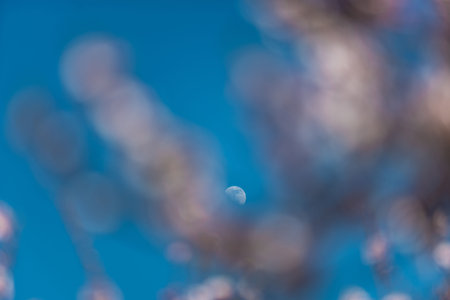 Beautiful Cherry Blossom Framed by the Moonlight Near Valencia, Spainの写真素材