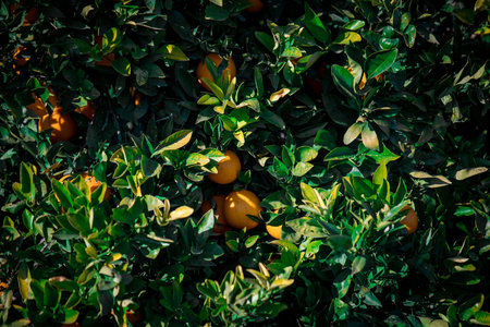 Vibrant Orange Groves Near Valencia, Spainの写真素材