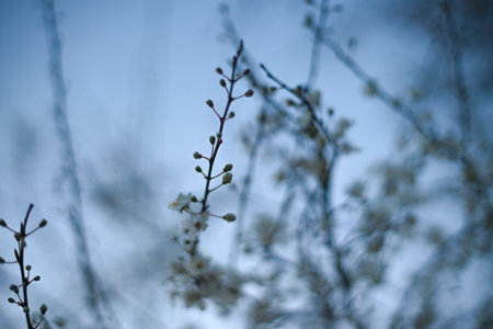 Delicate Spring Blossoms in Amsterdams Dreamy Blue Backgroundの写真素材
