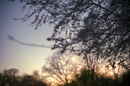 Beautiful Blossoms at Sunsetの写真素材