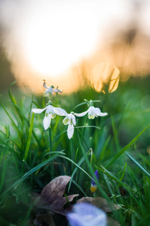 Delicate Snowdrops in Amsterdams Green Grass at Sunsetの写真素材