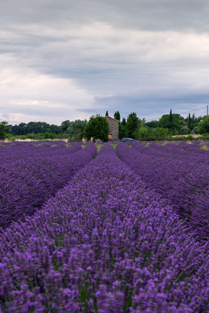 Stunning Lavender Fields of Provence, France Under a Dramatic Skyの写真素材