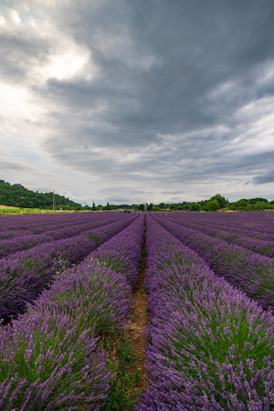 Stunning Lavender Fields Under Dramatic Skies in Provence, Franceの写真素材