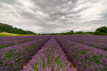 Stunning Lavender Fields in Provence, France under Dramatic Skiesの写真素材