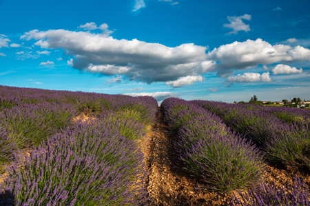 Stunning Lavender Fields in Provence, France Under a Bright Blue Skyの写真素材