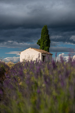 Charming Lavender Field Cottage in Provence, Franceの写真素材