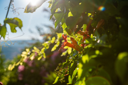 Vibrant Flowers and Sunlight in Provence, Franceの写真素材