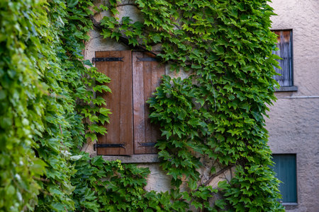 Charming Ivy-Covered Window Shutters in Provence, Franceの写真素材