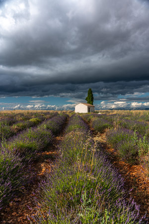 Scenic Lavender Fields in Provence Under Dramatic Cloudsの写真素材