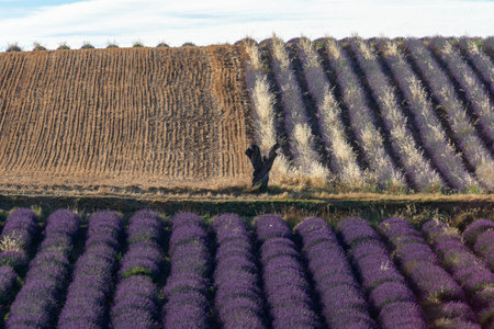 Lavender Fields and Agriculture in Beautiful Provence, Franceの写真素材