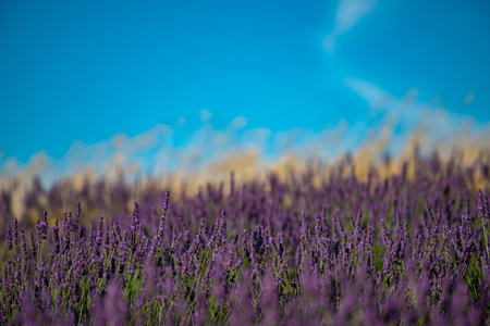 Lavender Fields of Provence Under a Clear Blue Skyの写真素材