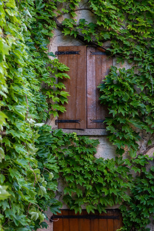 Charming Ivy-Covered Window Shutters in Provence, Franceの写真素材
