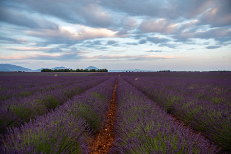 Breathtaking Lavender Fields of Provence, France at Duskの写真素材