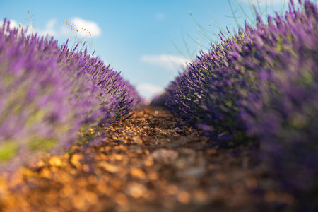Breathtaking Lavender Fields in Brihuega, Spain During Summerの写真素材